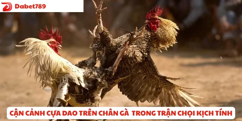 Cận cảnh cựa dao gắn trên chân gà trong trận chọi kịch tính