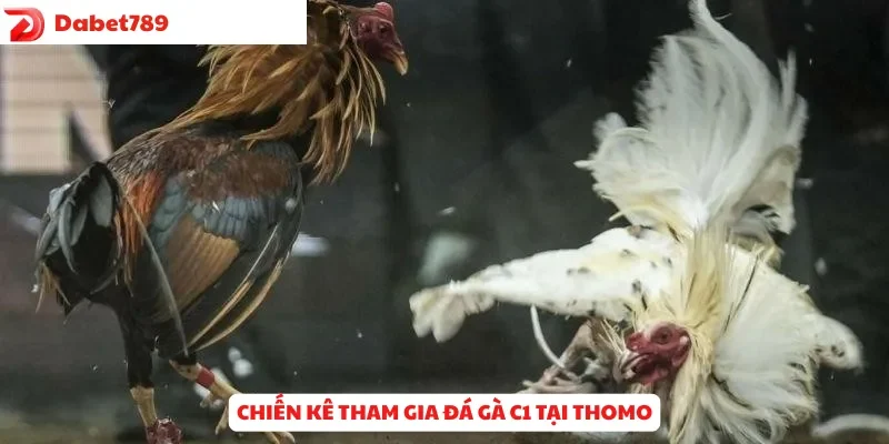 Chiến kê tham gia Đá Gà C1 tại Thomo
