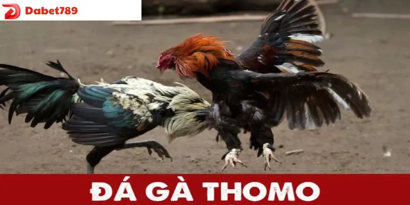 Trận đá gà Campuchia Thomo phát trực tiếp chất lượng cao