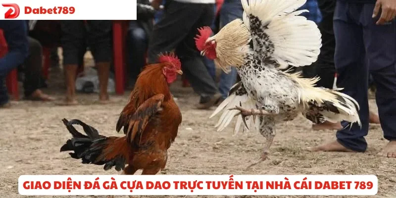 Giao diện đá gà cựa dao trực tuyến tại nhà cái Dabet789