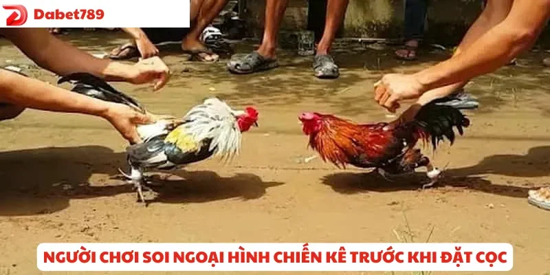 Người chơi soi ngoại hình chiến kê trước khi đặt cược