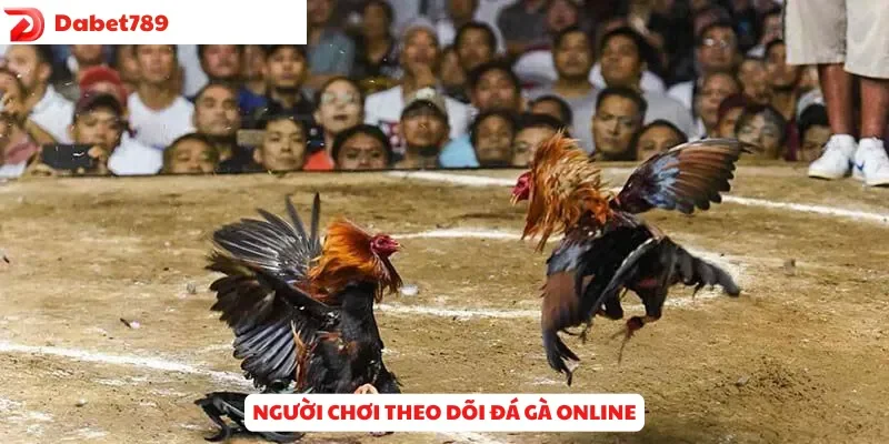 Người chơi theo dõi Đá Gà online