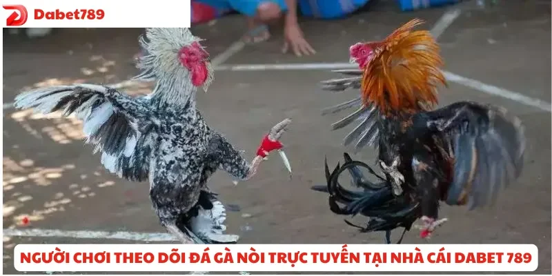 Người chơi theo dõi đá gà nòi trực tuyến tại Dabet 789