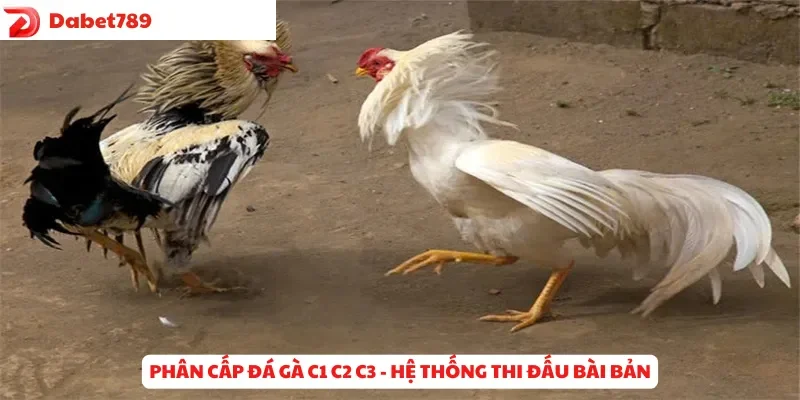 Phân cấp Đá Gà C1 C2 C3 - Hệ thống thi đấu bài bản