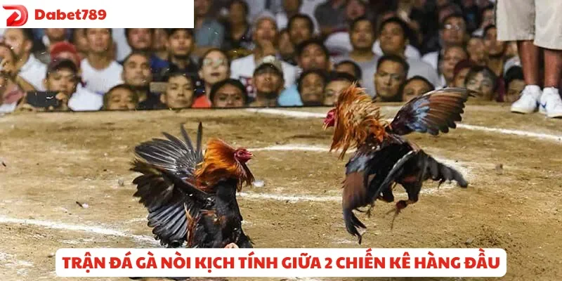 Trận đá gà nòi kịch tính giữa hai chiến kê hàng đầu