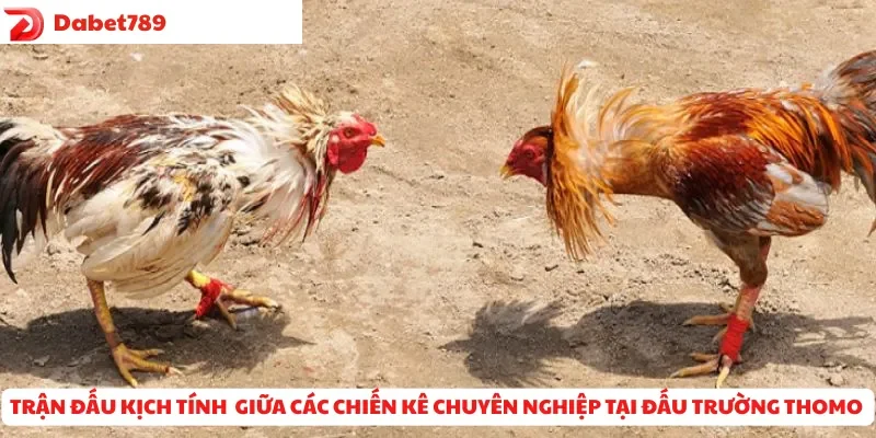 Trận đấu kịch tính giữa các chiến kê chuyên nghiệp tại đấu trường Thomo