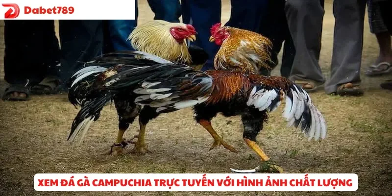 Xem đá gà Campuchia trực tuyến với hình ảnh chất lượng